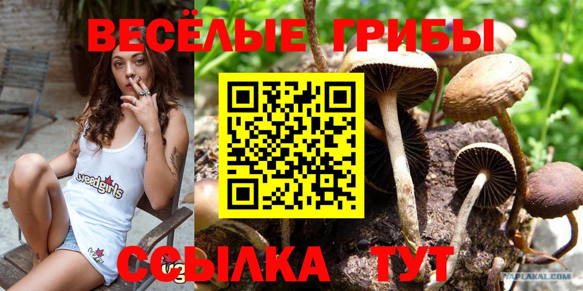 Псилоцибиновые грибы Magic Shrooms  Вход с VPN  Псилоцибиновые грибы Psilocybine cubensis  Горно-Алтайск 